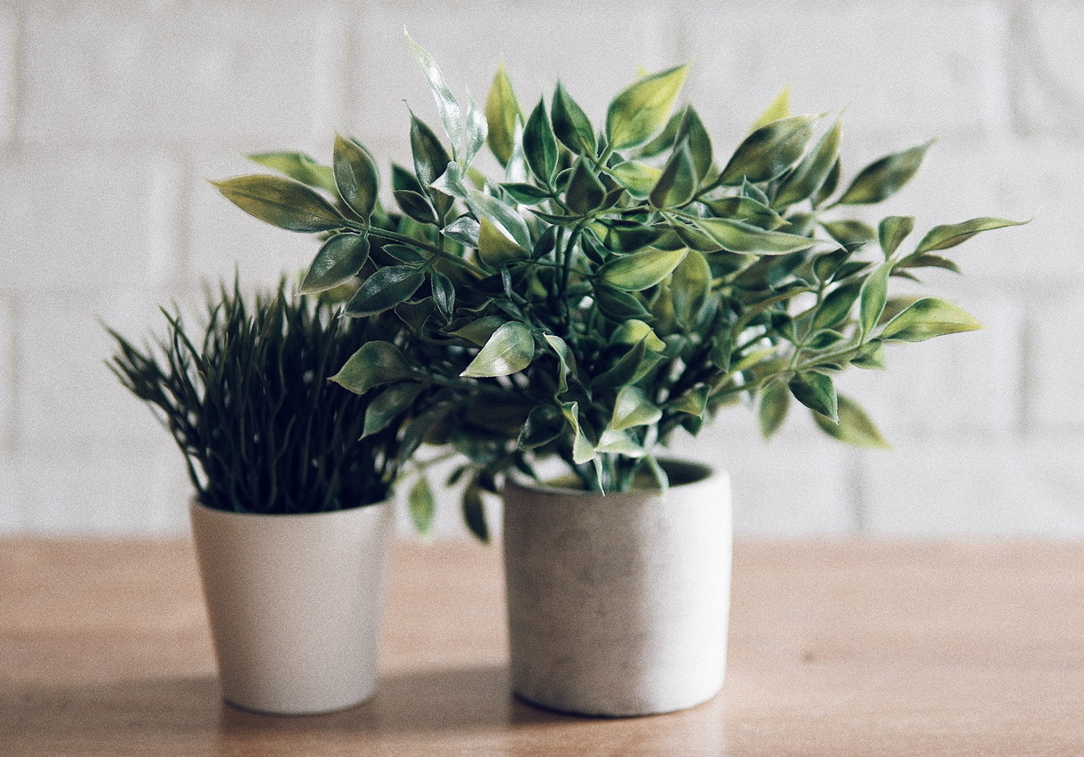 Растения для дома и&nbsp;офиса